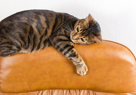 Cat lies on back of scratched leather armchair. Scratched leather furniture. Concept of damage from pets.