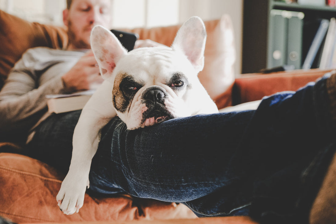 dog sitting on lap