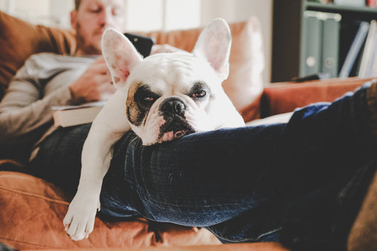 dog sitting on lap